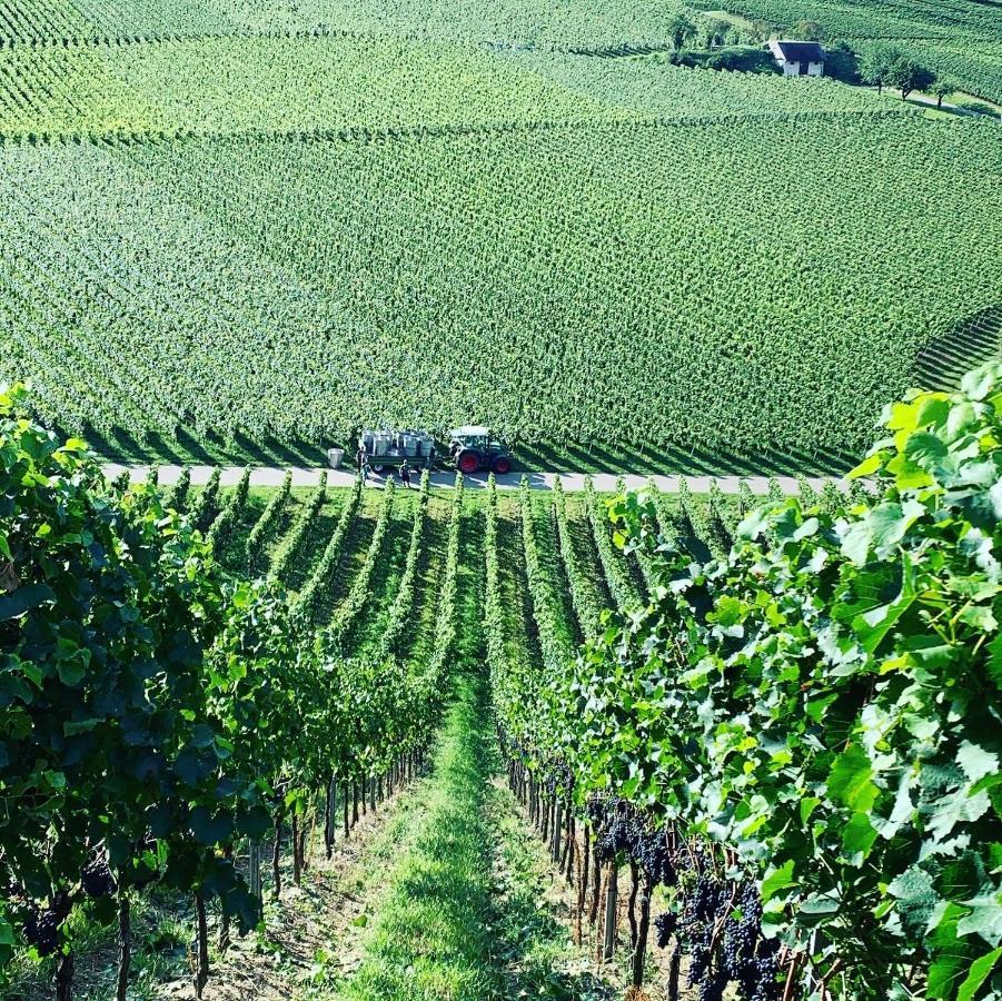 Apartamento Rüdlins-Winzerhof Auggen Exterior foto